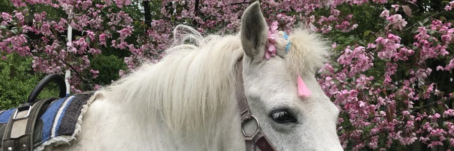 Poni Pusta lastel külas