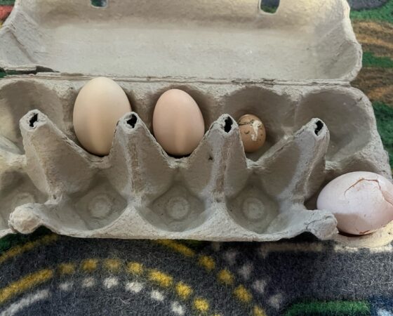 Siidikana muna vers kodukana muna